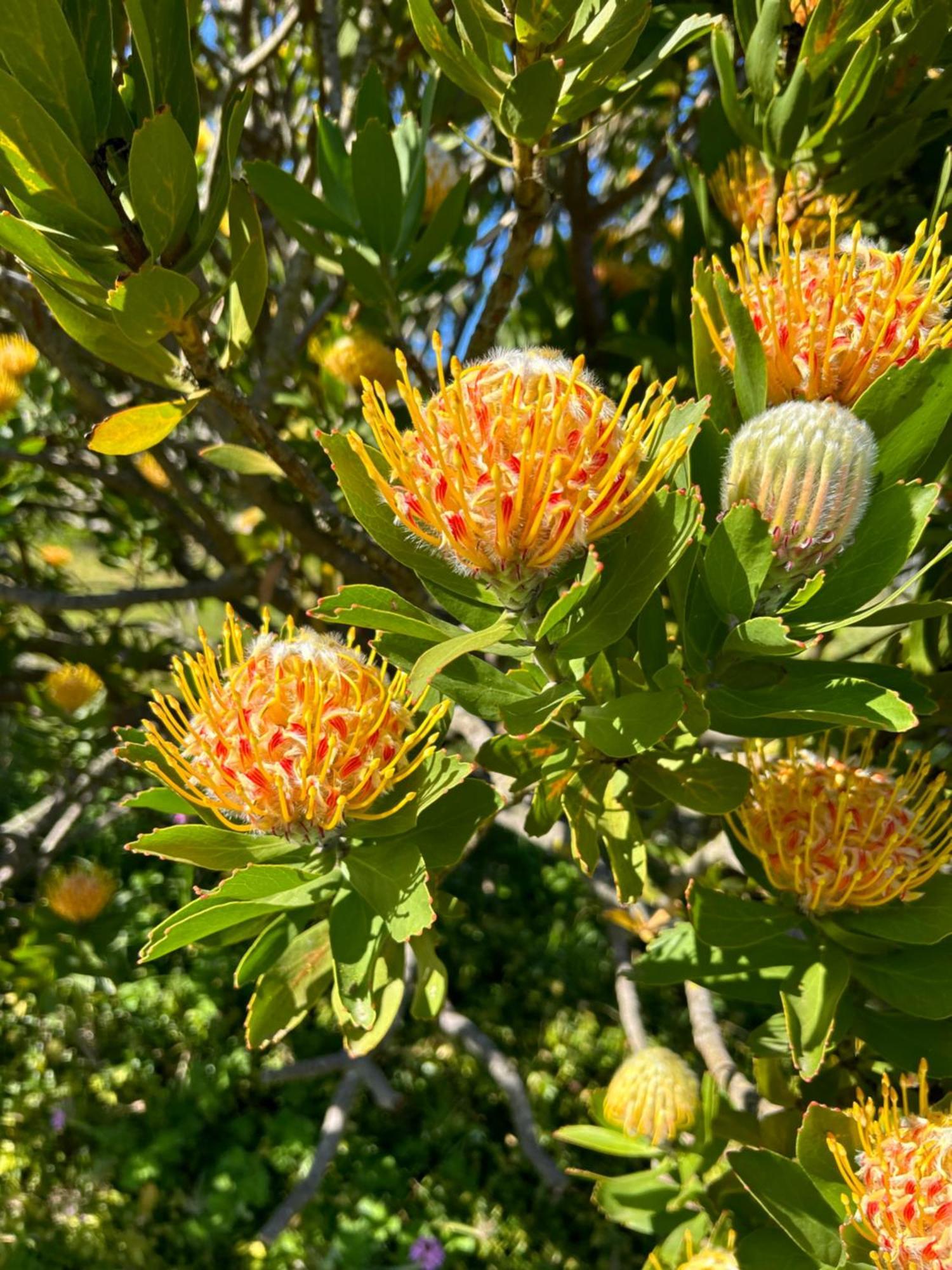 Lauradale Accommodation Stellenbosch Buitenkant foto